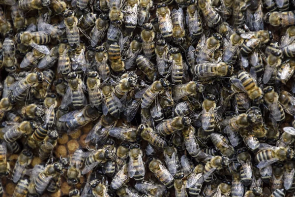 A dense cluster of swarms of bees in the nest. Working bees, drones and uterus in a swarm of bees. Honey bee. Accumulation of insects.