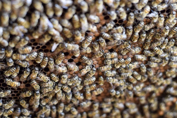 Eine dichte Traube von Bienenschwärmen im Nest. Arbeitsbienen, Drohnen und Gebärmutter im Bienenschwarm. Honigbiene. Häufung von Insekten. — Stockfoto