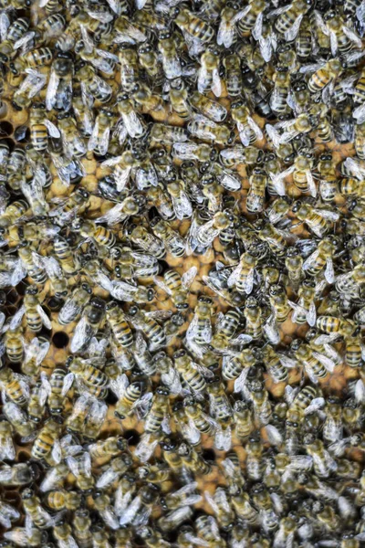 A dense cluster of swarms of bees in the nest. Working bees, drones and uterus in a swarm of bees. Honey bee. Accumulation of insects.