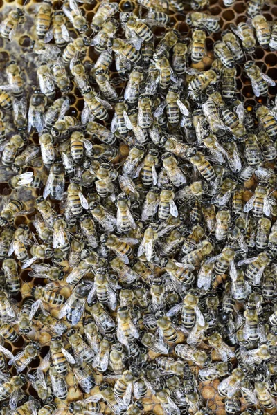 A dense cluster of swarms of bees in the nest. Working bees, drones and uterus in a swarm of bees. Honey bee. Accumulation of insects. — Stock Photo, Image