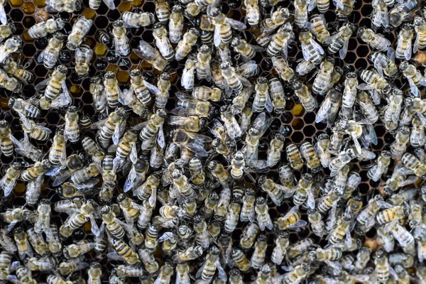 A dense cluster of swarms of bees in the nest. Working bees, drones and uterus in a swarm of bees. Honey bee. Accumulation of insects