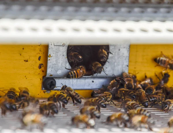 Las Abejas Vuelan Entrada Colmena Bandeja Colmena Entrada Del Agujero —  Fotos de Stock