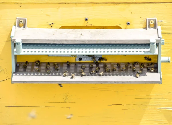 Bienen fliegen am Eingang des Bienenstocks. Tablett des Bienenstocks. Loch Eingang zum Bienenstock. — Stockfoto