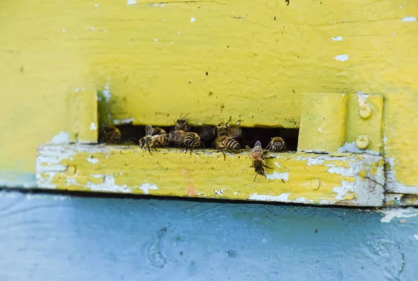 Las Abejas Vuelan Entrada Colmena Bandeja Colmena Entrada Del Agujero —  Fotos de Stock