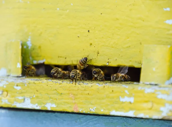 Οι μέλισσες πετούν στην είσοδο στην κυψέλη. Δίσκος της κυψέλης. Την είσοδο τρύπα στην κυψέλη. — Φωτογραφία Αρχείου