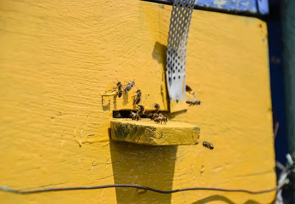 Bijen Vliegen Bij Ingang Naar Korf Lade Van Korf Ingang — Stockfoto