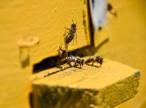 Las abejas vuelan a la entrada de la colmena. Bandeja de la colmena. Entrada del agujero a la colmena . —  Fotos de Stock