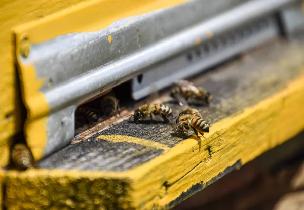 Пчелы Летают Входа Улей Поднос Улья Дыра Улей Медовые Пчелы — стоковое фото