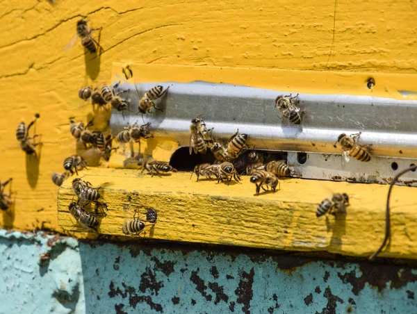 Le api volano all'ingresso dell'alveare. Vassoio dell'alveare. Foro di ingresso all'alveare . — Foto Stock