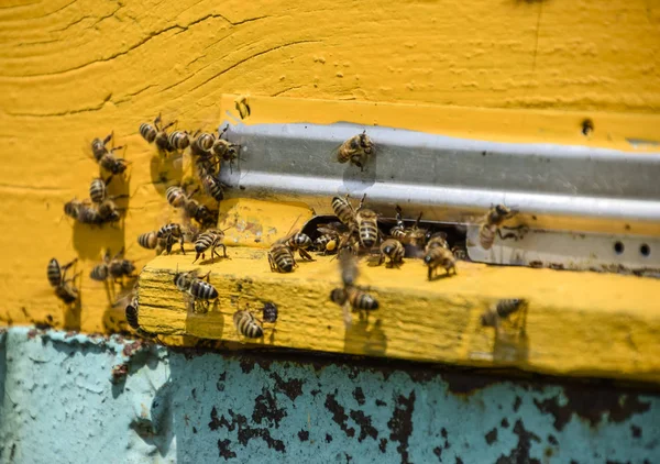 Las abejas vuelan a la entrada de la colmena. Bandeja de la colmena. Entrada del agujero a la colmena . —  Fotos de Stock