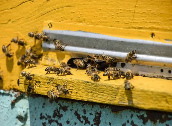 꿀벌 통에 입구에 비행. 하이브의 트레이입니다. 하이브를 구멍 입구. — 스톡 사진