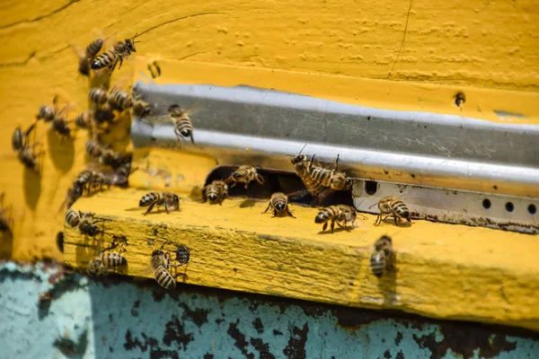 Przy Wejściu Muchy Pszczoły Ula Taca Ula Otwór Wejścia Ula — Zdjęcie stockowe
