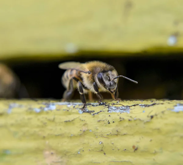 Крупним планом медова бджола біля входу до вулика . — стокове фото