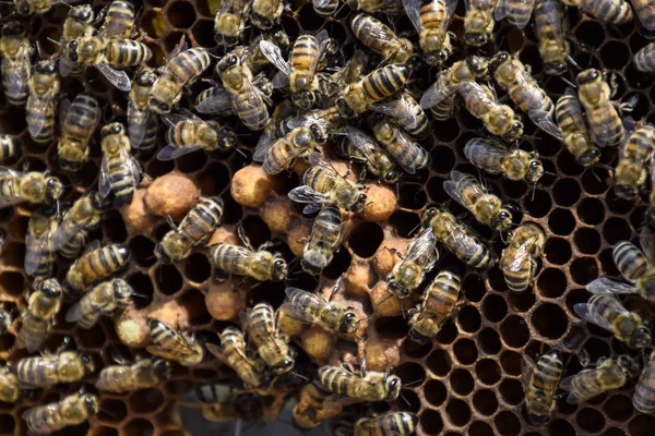 Abejas de miel en el hogar colmenar —  Fotos de Stock