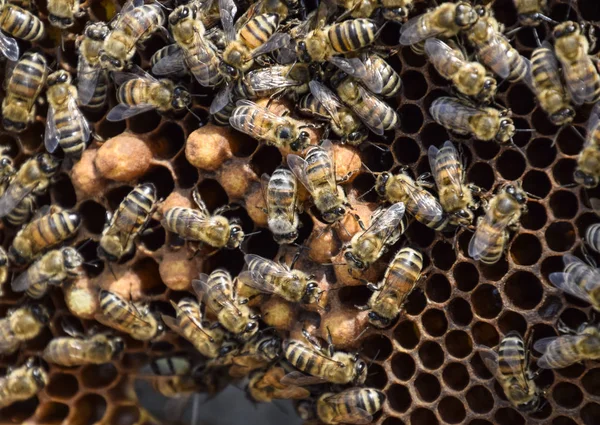 Abejas de miel en el hogar colmenar —  Fotos de Stock