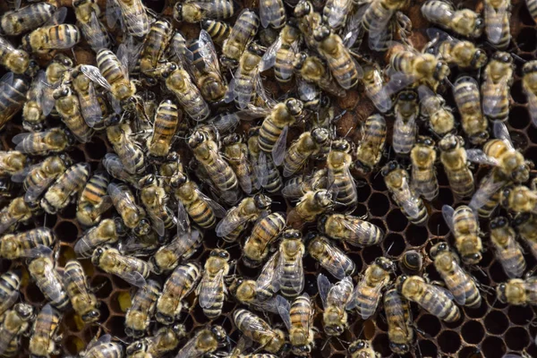 Abelhas de mel no apiário de casa — Fotografia de Stock