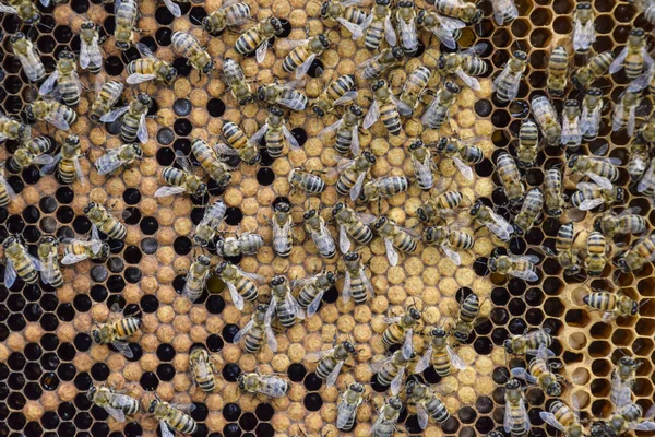 Abejas de miel en el hogar colmenar —  Fotos de Stock