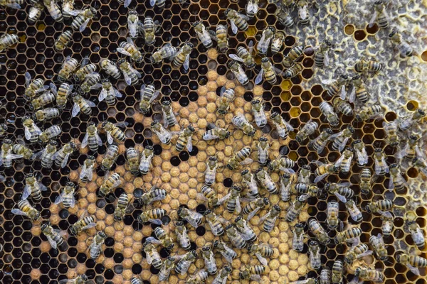 Abejas de miel en el hogar colmenar —  Fotos de Stock