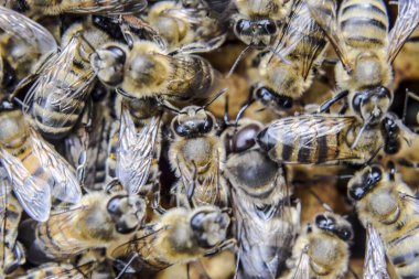 Makro fotoğraf arı. Bal arısı dansı. Arılar bir arı kovanında peteğin üzerinde.