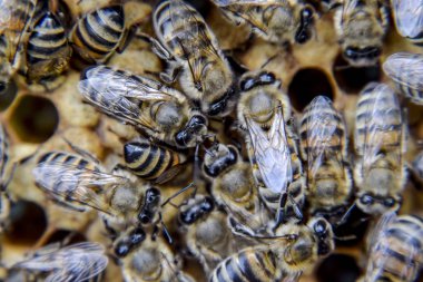 Makro fotoğraf arı. Bal arısı dansı. Arılar bir arı kovanında peteğin üzerinde.