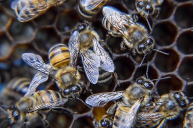 Makro fotoğraf arı. Bal arısı dansı. Arılar bir arı kovanında peteğin üzerinde. Bal arıları ev arı kovanı üzerinde. Bal arıları teknoloji yetiştiriciliği.