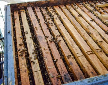 Açık arı kovanı. Kovan petek ile plank. Arıların kovan sürün. Bal arısı.