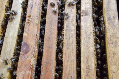 Açık arı kovanı. Kovan petek ile plank. Arıların kovan sürün. Bal arısı