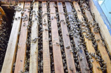 Açık arı kovanı. Kovan petek ile plank. Arıların kovan sürün. Bal arısı.