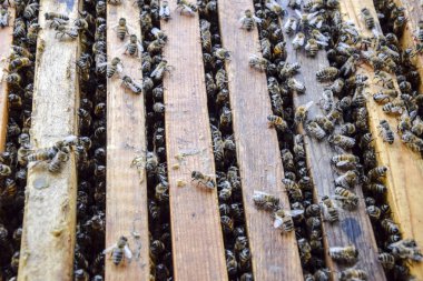 Açık arı kovanı. Kovan petek ile plank. Arıların kovan sürün. Bal arısı.