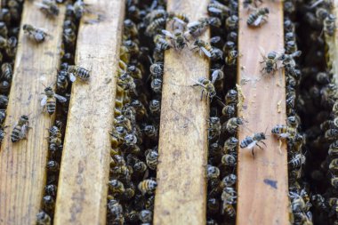 Açık arı kovanı. Kovan petek ile plank. Arıların kovan sürün. Bal arısı