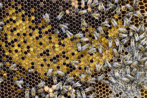 Abejas de miel en el hogar colmenar —  Fotos de Stock