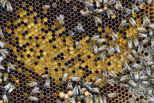 Μέλισσες στην αρχική μελισσοκομείου — Φωτογραφία Αρχείου