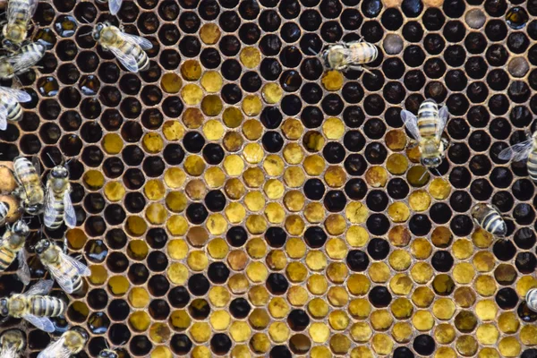Медові бджоли на домашній пасіці — стокове фото
