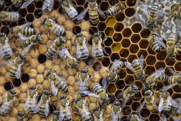 Abeilles à miel sur le rucher de la maison — Photo