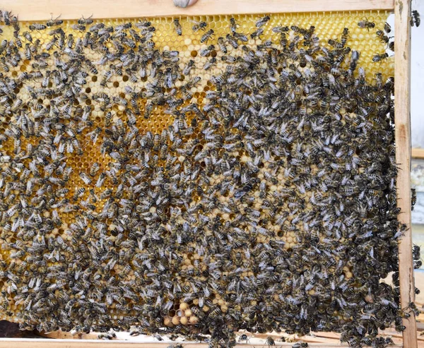 Abejas Miel Hogar Colmenar Tecnología Cría Abejas Melíferas — Foto de Stock