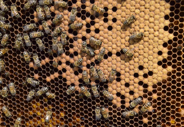 Медові Бджоли Домашній Пасіці Технологія Розведення Медоносних Бджіл — стокове фото
