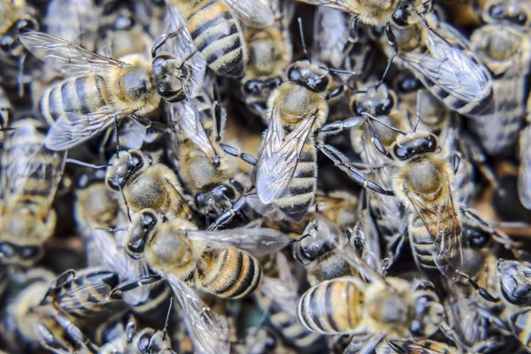 Fotografía macro de abejas. Baile de la abeja melífera. Abejas en una colmena de abejas en panales . —  Fotos de Stock