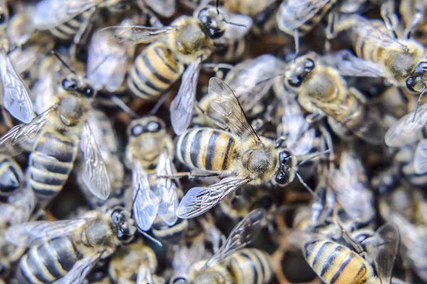 Fotografía macro de abejas. Baile de la abeja melífera. Abejas en una colmena de abejas en panales . —  Fotos de Stock