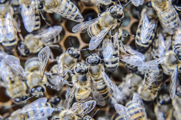 蜂のマクロ写真 ミツバチのダンス ハニカムでミツバチの巣箱に蜂 ホーム養蜂場のミツバチ ミツバチの繁殖技術 — ストック写真