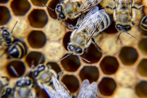 Fotografía macro de abejas. Baile de la abeja melífera. Abejas en una colmena de abejas en panales . —  Fotos de Stock