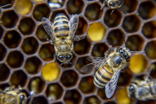 Макрофотография Пчел Танец Медоносной Пчелы Пчелы Пчелином Улье Сотах Медовые — стоковое фото