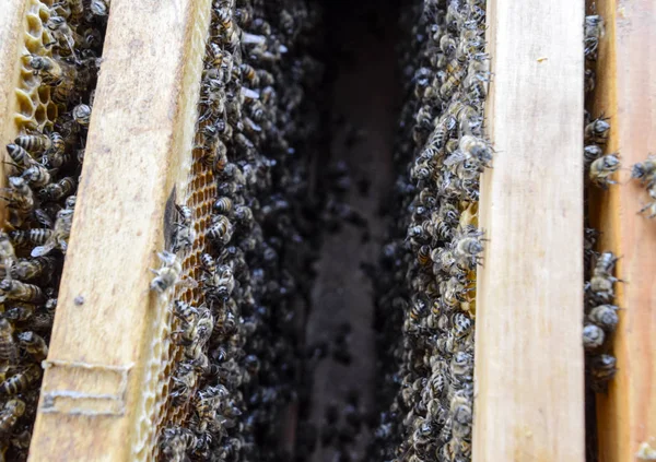 Open bee hive. Plank with honeycomb in the hive. The bees crawl along the hive. Honey bee. — Stock Photo, Image