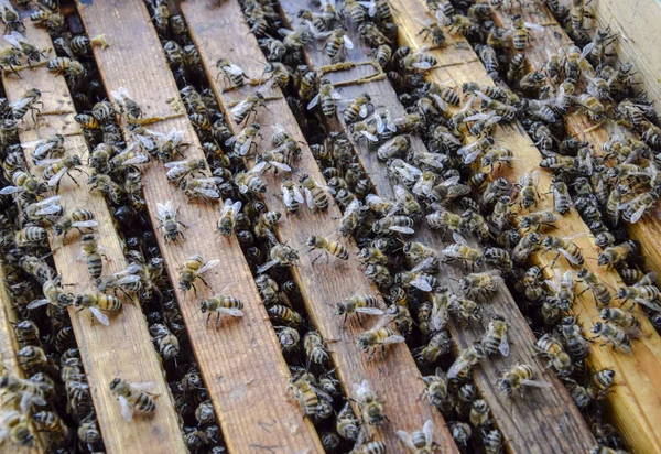 Κυψέλη μελισσών ανοιχτό. Σανίδα με κηρήθρα στην κυψέλη. Οι μέλισσες σέρνεται κατά μήκος της κυψέλης. Μέλισσα μέλι. — Φωτογραφία Αρχείου