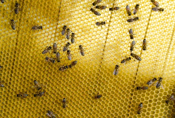 Abejas Roy en peines de cera. Panal de abeja, plancha con panal de abeja de la colmena. Abeja . — Foto de Stock