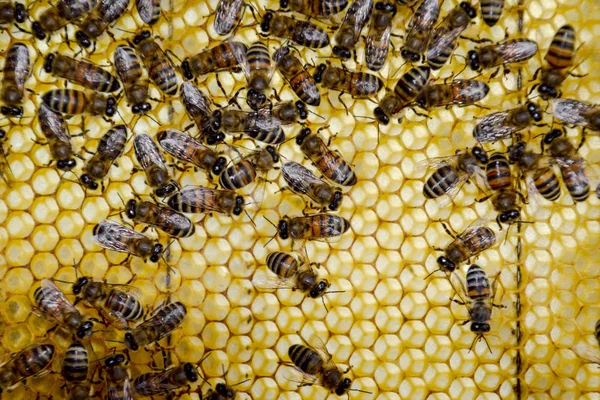 Roy bina på vax kammar. Bee honeycomb, planka med honeycomb från kupan. Honungsbiet. — Stockfoto