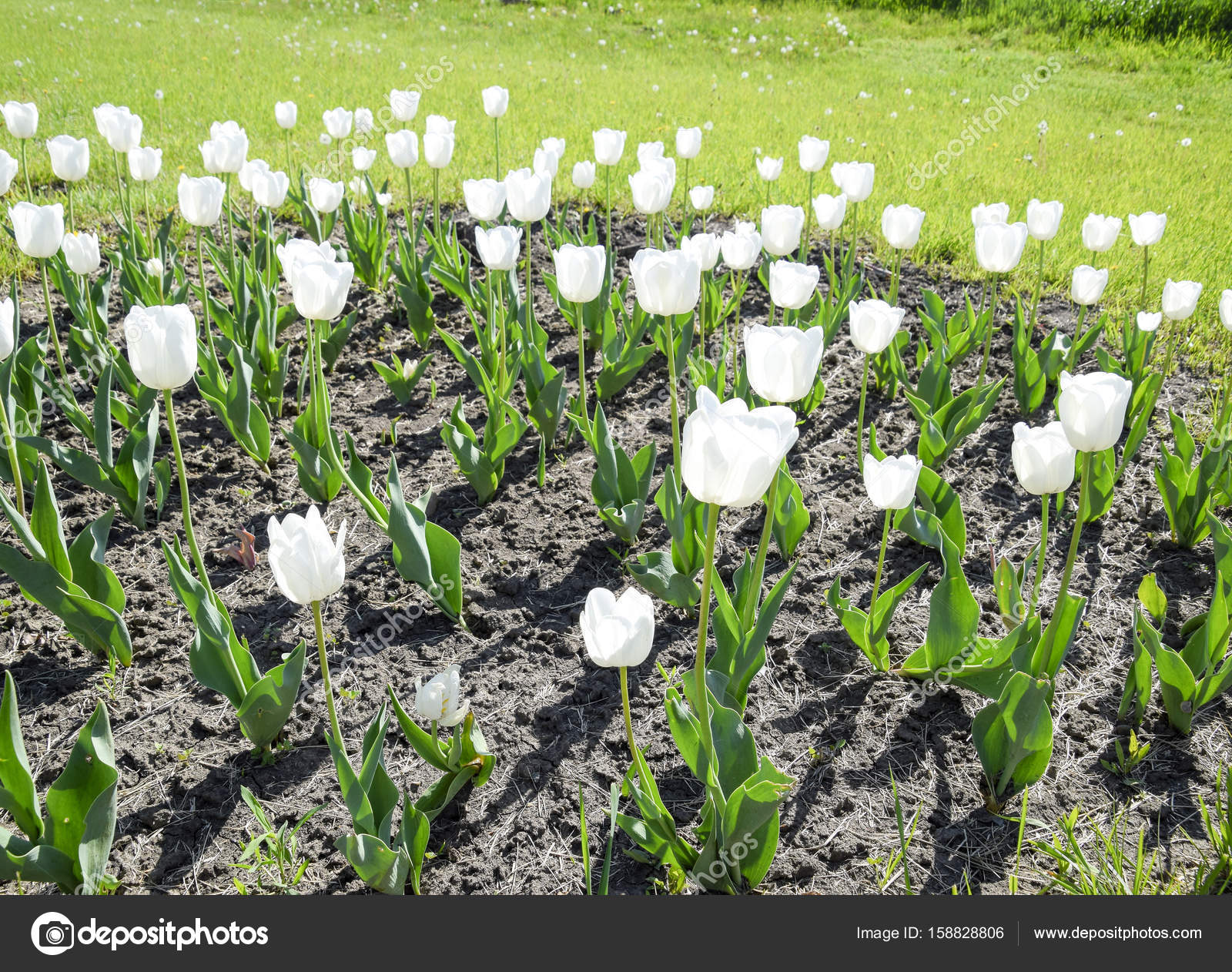 白いチューリップの花壇 白いチューリップ 球根植物 白い花 ストック写真 C Leonid Eremeychuk