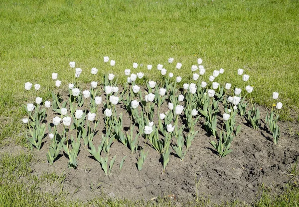 Flower Bed White Tulips White Tulips Bulbous Plants White Flowers — Stock Photo, Image
