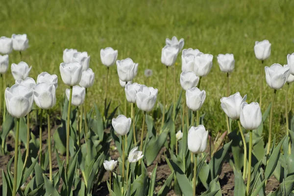 Flower Bed White Tulips White Tulips Bulbous Plants White Flowers — Stock Photo, Image