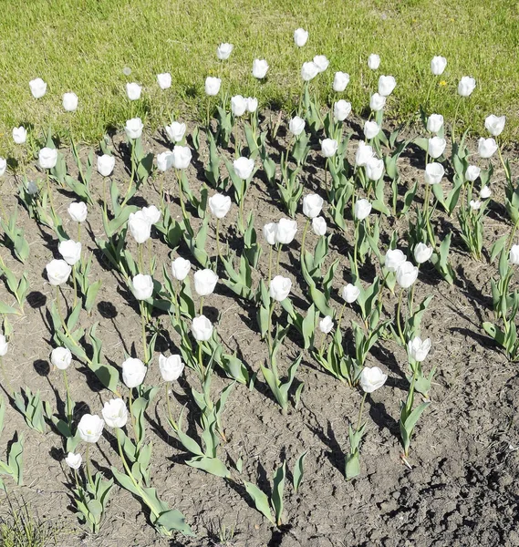 Záhon Bílými Tulipány Bílé Tulipány Cibulovin Bílé Květy — Stock fotografie