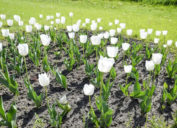 Flower Bed White Tulips White Tulips Bulbous Plants White Flowers — Stock Photo, Image